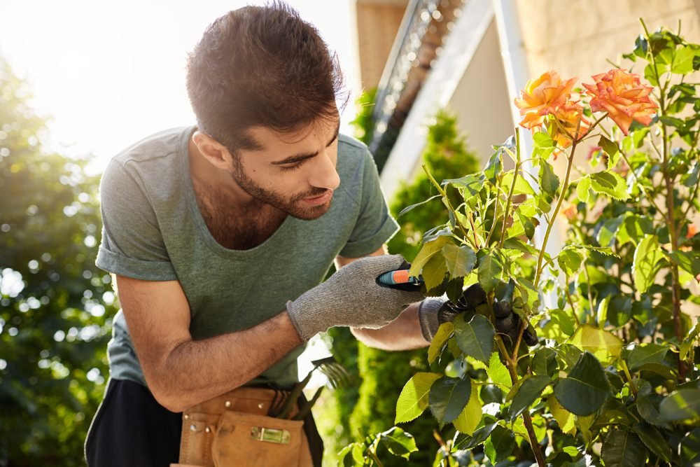Jardineiro cuidando de plantas e canteiros